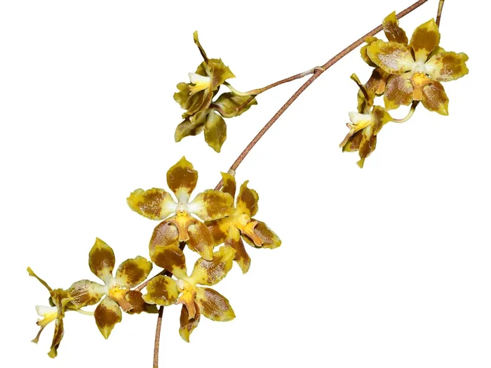 oncidium povedanum