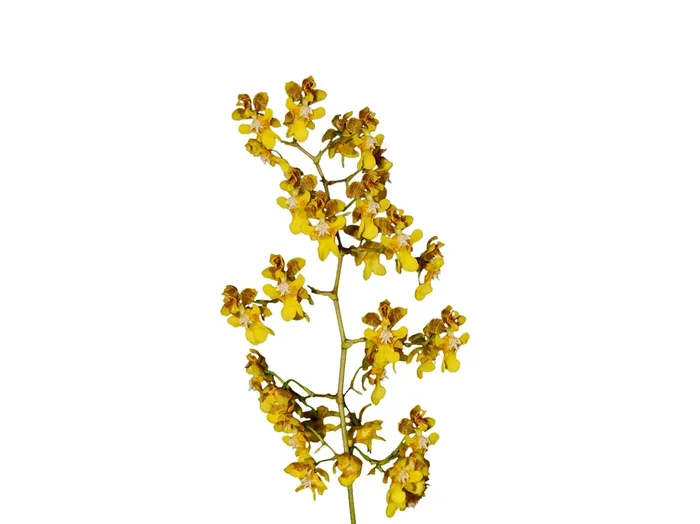 Oncidium pyramidale