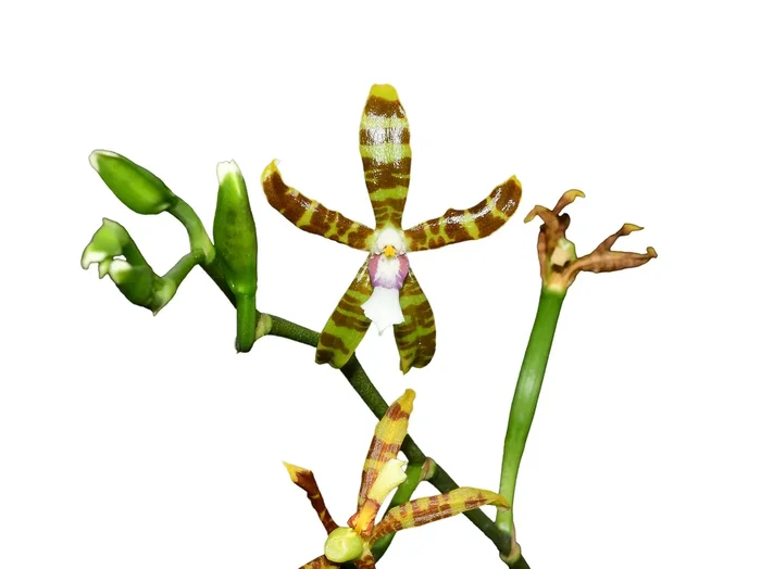 Oncidium reichenheimii