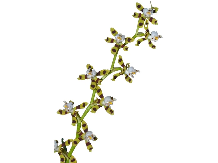 Oncidium tigroides