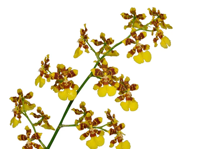 Ondicium tipuloides