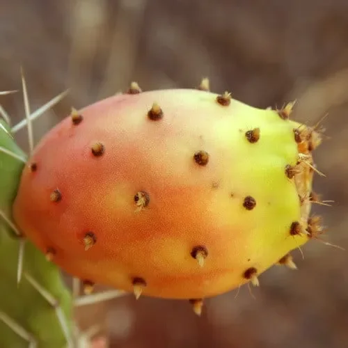 Opuntia Ficus Indica