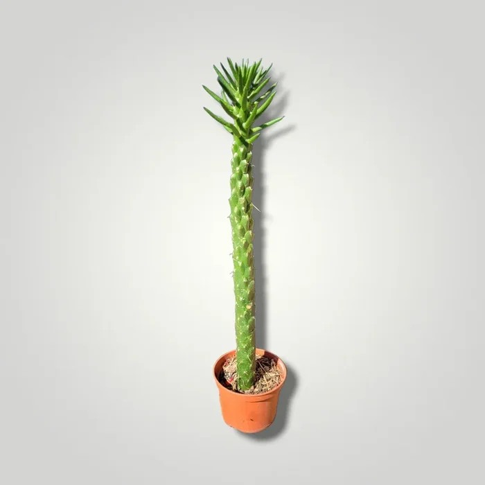 Opuntia subulata – Feigenkaktus