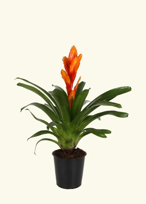 Orange Bromeliad, Medium