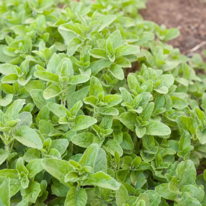 Oregano Bio-Kräuter-Samen