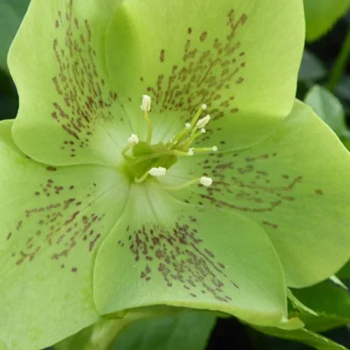 Orientalische Helleborus grün-gesprenkelt