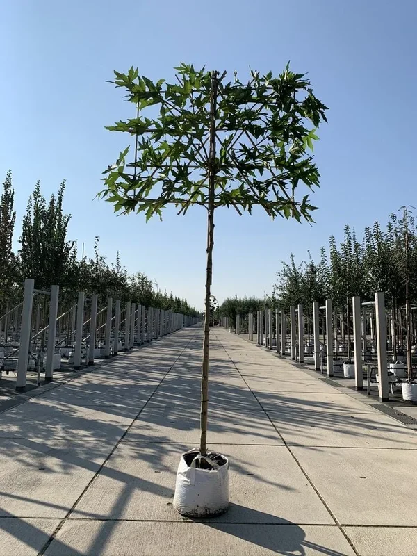 Orientalische Platane ‚Minaret‘ – Spalierbaum