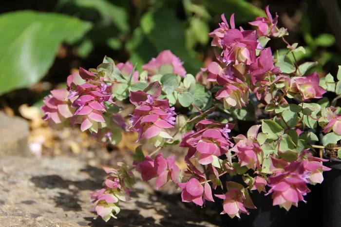 Origanum ‚Bellisimo‘ (Hopfen-Oregano)