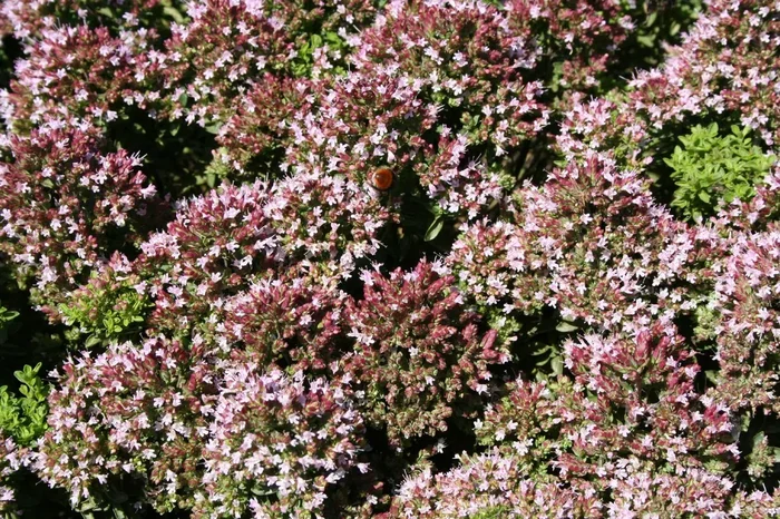 Origanum vulgare ‚Compactum‘ (Garten-Dost)
