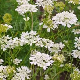 Orlaya – Orlaya grandiflora