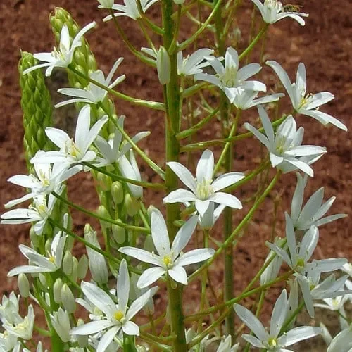Ornithogalum Magnum