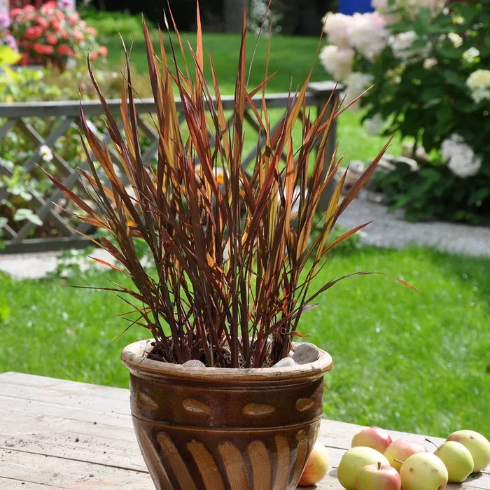 Oryza sativa