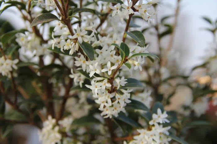 Osmanthus burkwoodii (Duftblüte)