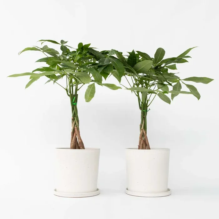 Pachira aquatica ‚Money Tree‘ – Set of 2