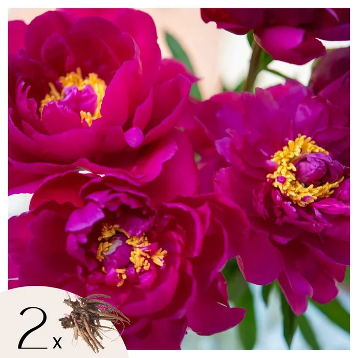 Paeonia ‚Karl Rosenfield‘ – Set of 2 – Peonies – Purple