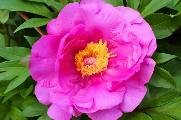 Paeonia Itoh-Hybride ‚Gordon E. Simonson‘ (Intersektionelle Pfingstrose)