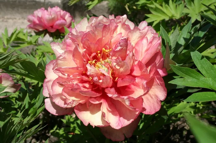 Paeonia Itoh-Hybride ‚Hillary‘ (Intersektionelle Pfingstrose)