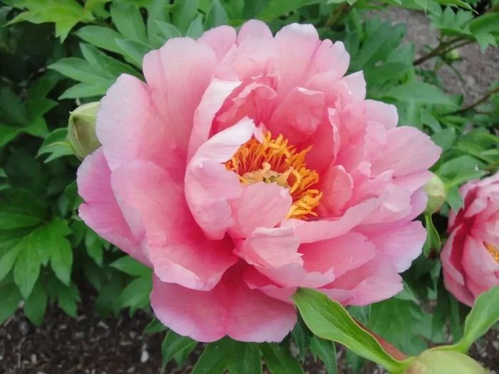 Paeonia Itoh-Hybride ‚Pink Double Dandy‘ (Intersektionelle Pfingstrose)