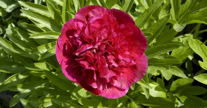 Paeonia lactiflora ‚Bunker Hill‘