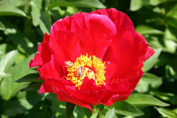 Paeonia lactiflora ‚Carina‘ (Staudenpfingstrose)