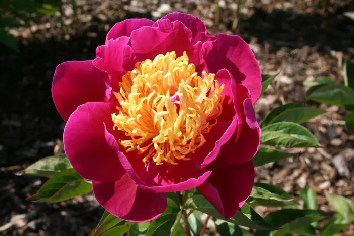 Paeonia lactiflora ‚Circus Clown‘ (Staudenpfingstrose)