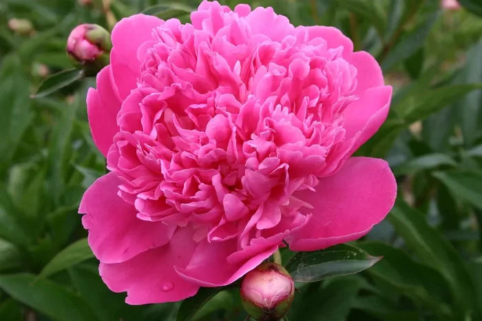 Paeonia lactiflora ‚Edulis Superba‘ (Staudenpfingstrose)