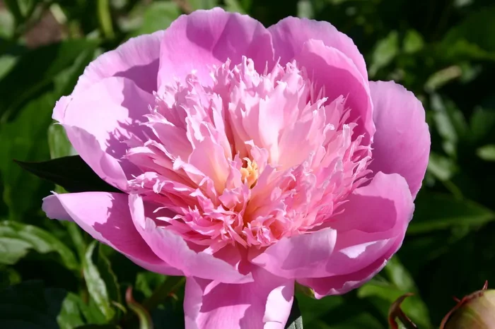 Paeonia lactiflora ‚Fancy Nancy‘ (Staudenpfingstrose)