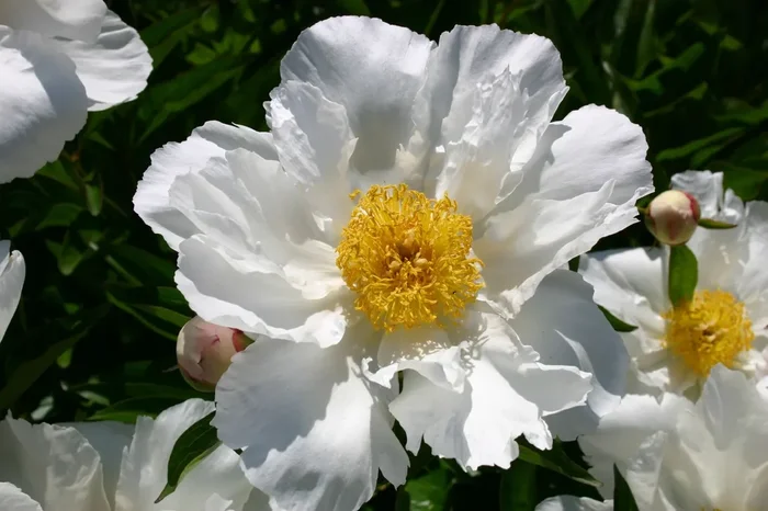 Paeonia lactiflora ‚Krinkled White‘ (Staudenpfingstrose)