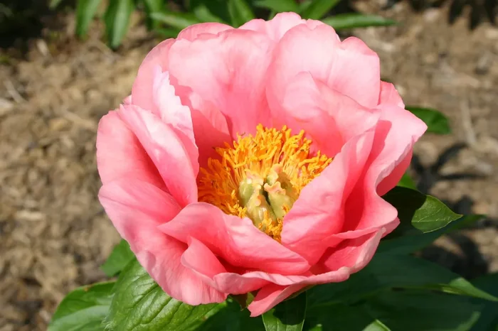 Paeonia lactiflora ‚Lovely Rose‘ (Staudenpfingstrose)