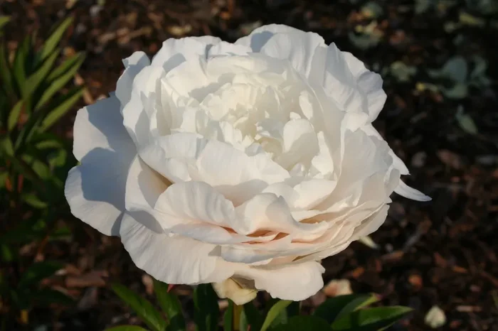 Paeonia lactiflora ‚Mother’s Choice‘ (Staudenpfingstrose)