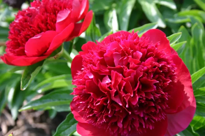 Paeonia lactiflora ‚Red Charm‘ (Staudenpfingstrose)