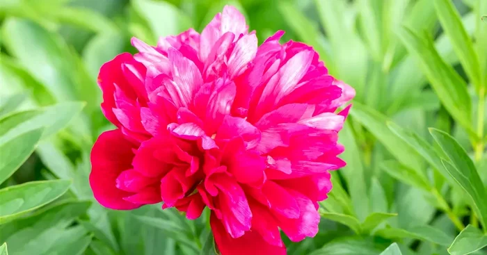 Paeonia officinalis ‚Rubra Plena‘