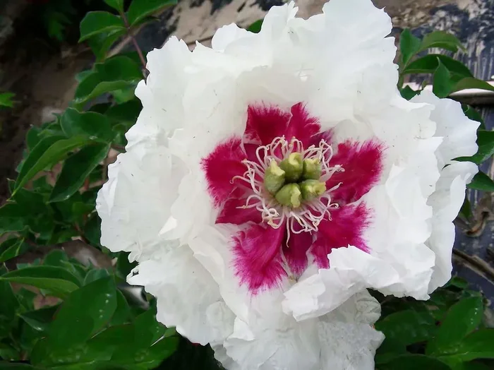 Paeonia rockii ‚Ji Xue Shi‘ (Strauchpfingstrose ‚Blutstein (Hämatit)‘)