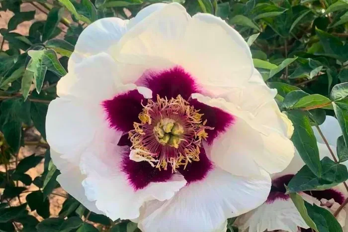 Paeonia rockii ‚Shi Ji Ju Xing‘ (Strauchpfingstrose)