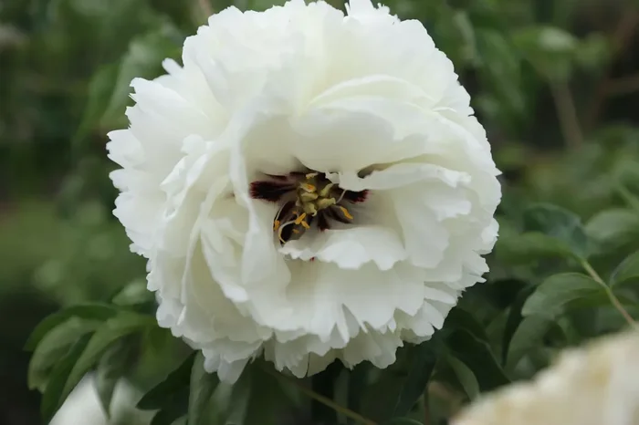Paeonia rockii ‚Yu Ban Xiu Qiu‘ (Strauchpfingstrose ‚Weiße Jade-Hortensie‘)