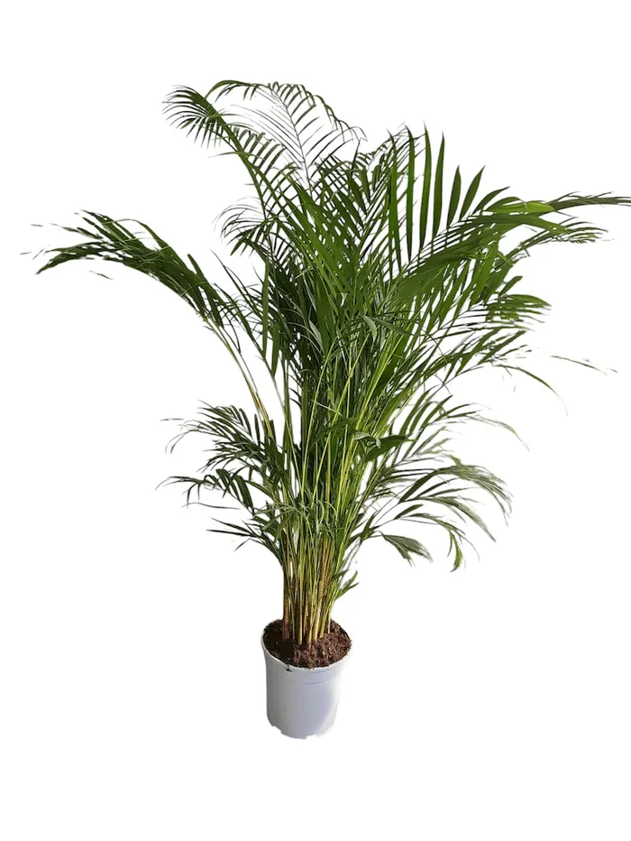 Palma Areca da interno 160 cm vaso 24 resistente Vivaio Annese