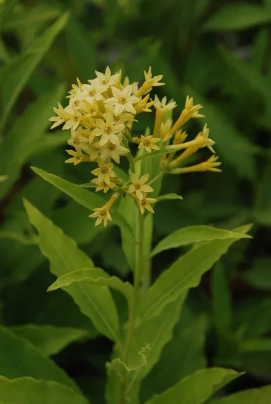 Palqui – Cestrum palqui