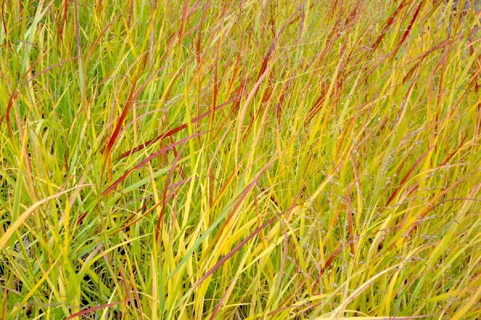 Panicum virgatum ‚Hänse Herms‘ (Rutenhirse)