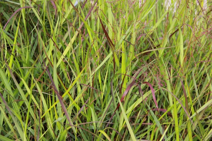 Panicum virgatum ‚Squaw‘ (Rutenhirse)
