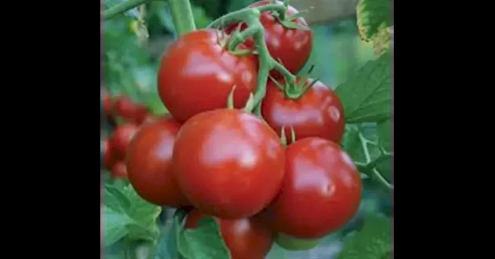 Pannovy