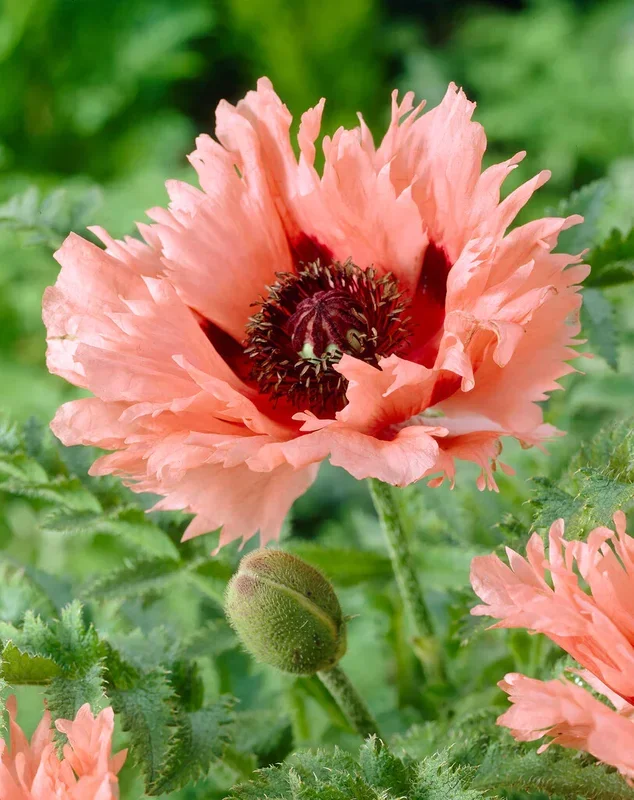 Papaver Forncett Summer (Orientalischer Mohn)