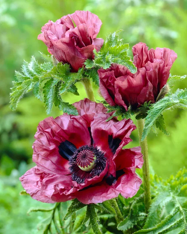 Papaver Patty’s Plum (Orientalischer Mohn)
