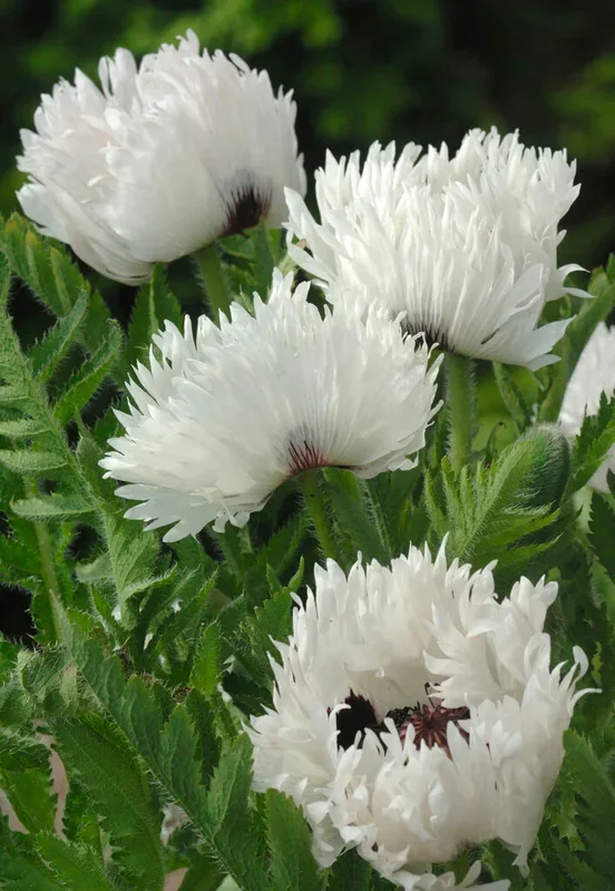 Papaver White Ruffles (Orientalischer Mohn)