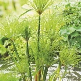 Papyruspflanze (Cyperus percamenthus)