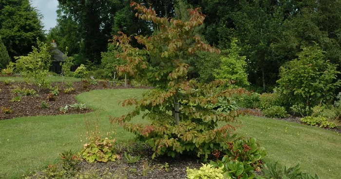 Parrotia persica${2}