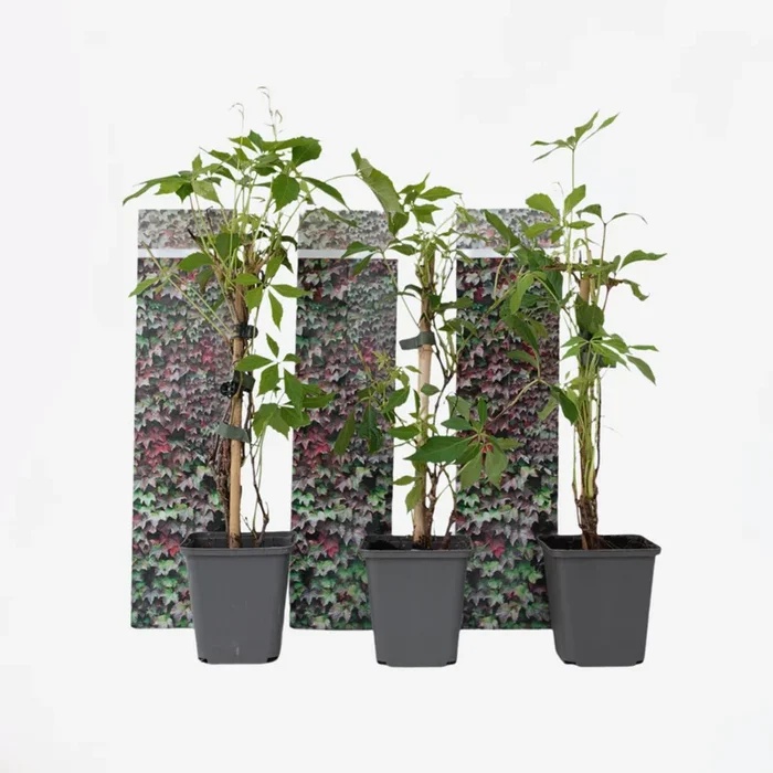Parthenocissus ‚Wild Vine‘ – Set of 3