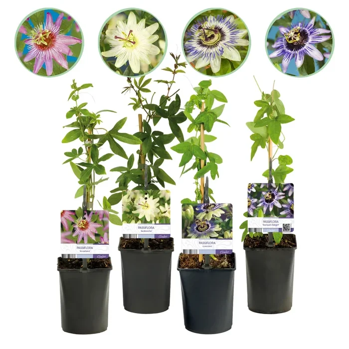 Passiflora – Winterharte Passionsblume