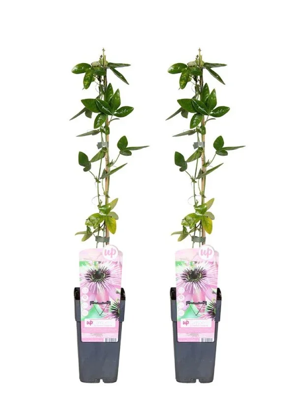 Passiflora Caerulea Purple Haze 2x