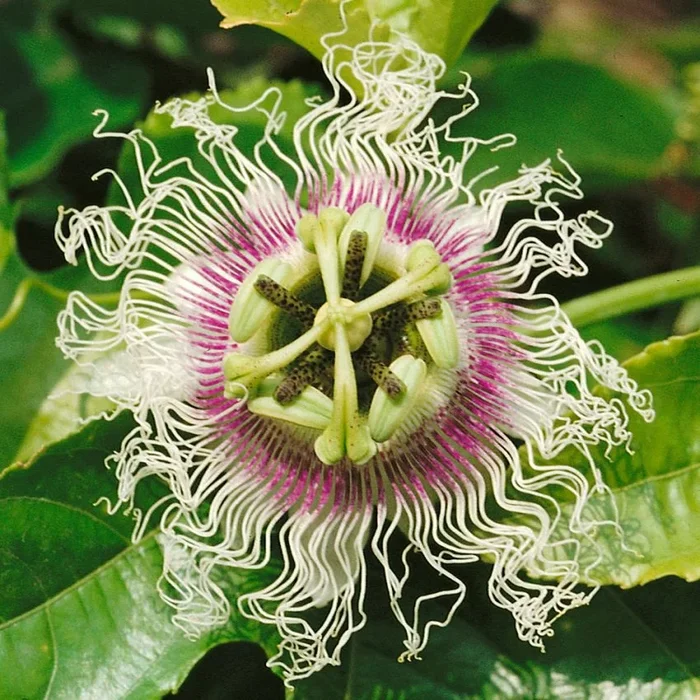Passiflora edulis