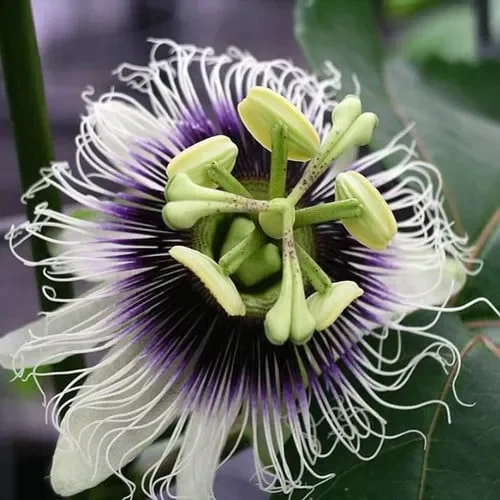 Passiflora Edulis